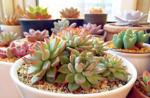 网友爆料多肉视频大全集,网友爆料,养肉秘籍大公开! 第3张 网友爆料多肉视频大全集,网友爆料,养肉秘籍大公开! 第3张